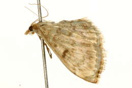 Image of Fenland Pearl