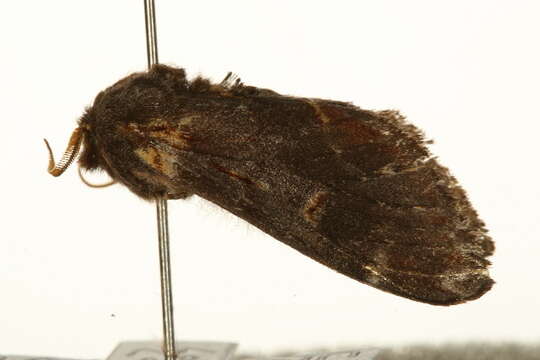 Notodonta dromedarius Linnaeus 1767 resmi