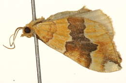 Image of barred yellow