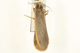 Image of common footman