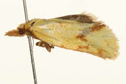 Image of Agapeta