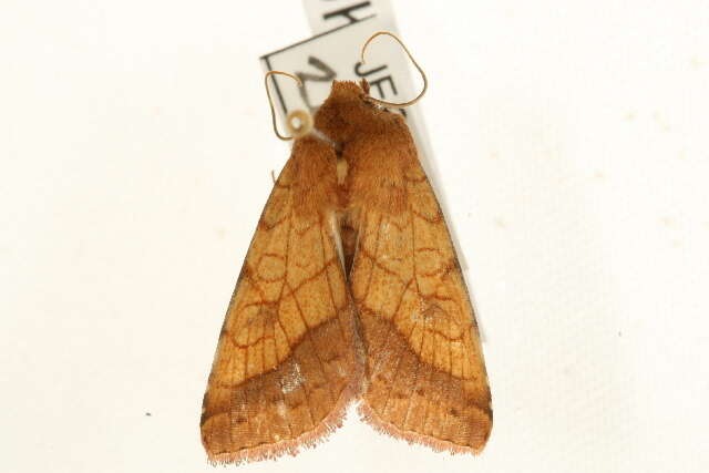 Image of bordered sallow