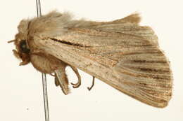 Image of shoulder-striped wainscot