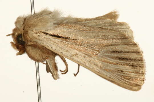 صورة Leucania comma Linnaeus 1761