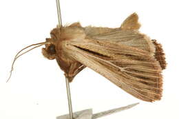 Image of shoulder-striped wainscot