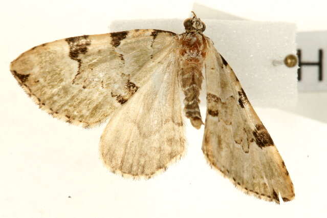 Colostygia pectinataria Knoch 1781 resmi