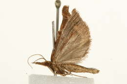 Image of Synaphe punctalis Fabricius 1775