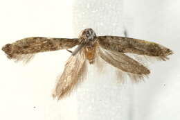 Image of <i>Paraswammerdamia nebulella</i>
