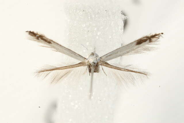 Image of apple leaf miner