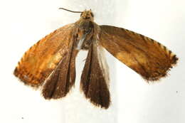 Image of Pammene aurita Razowski 1992