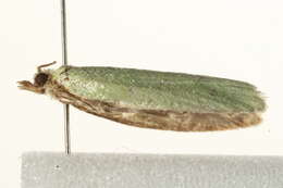 Image of green oak tortrix