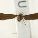 Image de <i>Crassa unitella</i>