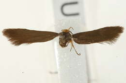 Image of <i>Crassa unitella</i>