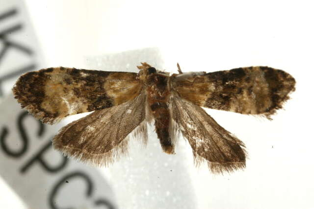 Phalonidia curvistrigana Stainton 1859的圖片