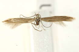 Imagem de Coleophora trochilella Duponchel 1842