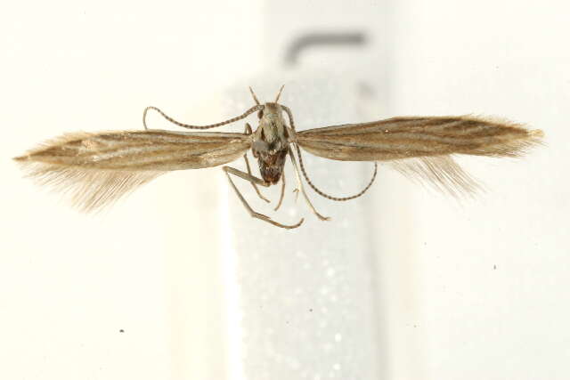 Imagem de Coleophora trochilella Duponchel 1842