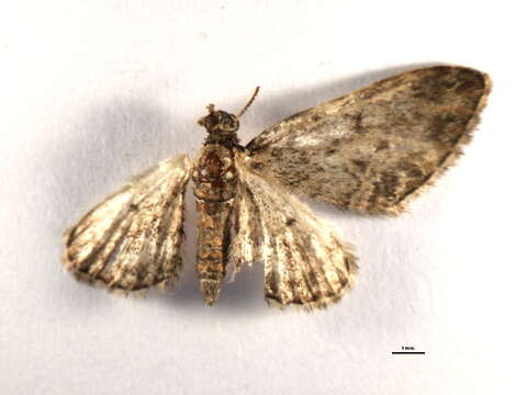 Image of Eupithecia inturbata