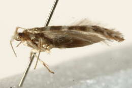 Imagem de Argyresthia trifasciata Staudinger 1871