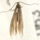 Image of Coleophora lassella Staudinger 1859