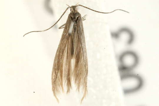 Image of Coleophora lassella Staudinger 1859