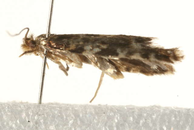 Image of Cork Moth