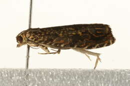 Image of Tortricoidea