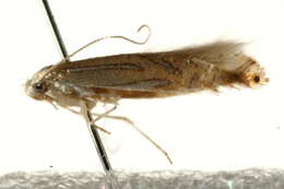 Phyllonorycter platani (Staudinger 1870) resmi