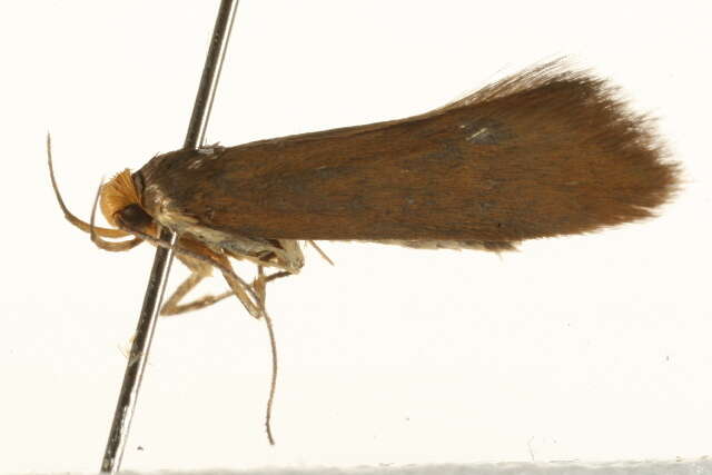 Image of <i>Crassa unitella</i>