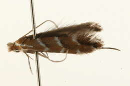 Image of horse-chestnut leaf miner