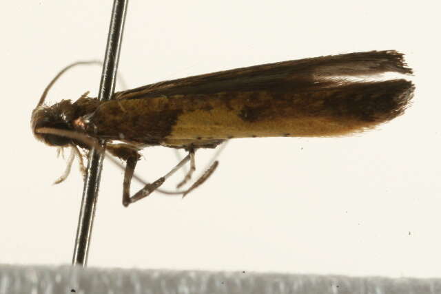 Image of Azalea leafminer