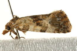 Image of Cochylis molliculana Zeller 1847