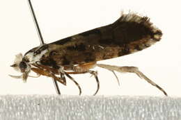 Image of Ypsolophidae