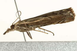 صورة <i>Agriphila geniculea</i>