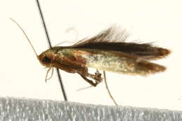 Image of Caloptilia robustella Jäckh 1972