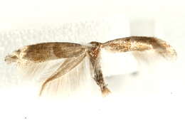 Image of Cedestis subfasciella Stephens