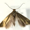 Image of Glyphipterix fuscoviridella Haworth 1812
