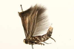 Image of <i>Elachista cinereopunctella</i>