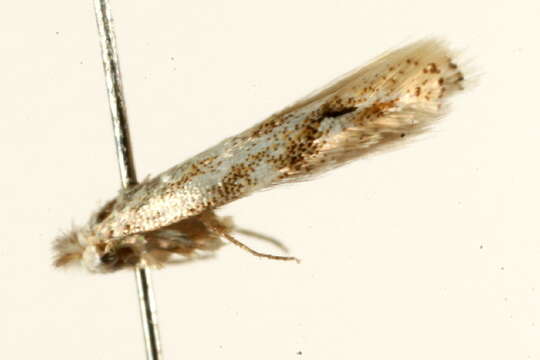 Image of <i>Bucculatrix bechsteinella</i>