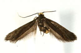 Image of Roeslerstammiidae