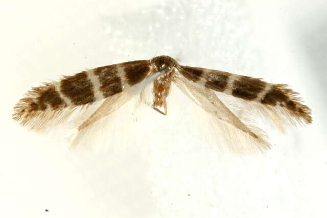 Imagem de Argyresthia trifasciata Staudinger 1871