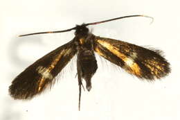 Image of Cauchas fibulella