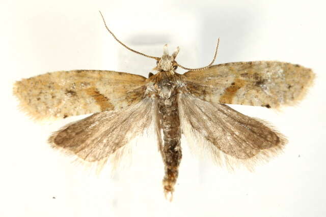 Phalonidia affinitana Douglas 1846的圖片