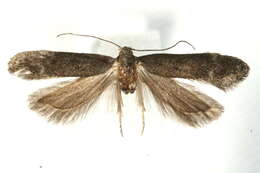 Image of twirler moths