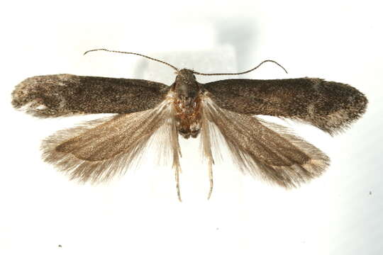 Image of Moth