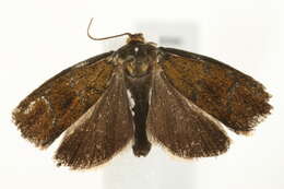 Image of leches twist moth