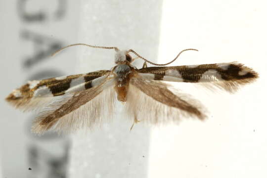 Imagem de Argyresthia brockeella Hübner 1805