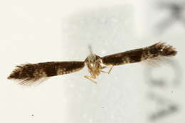 Image of Argyresthia glaucinella Zeller 1839