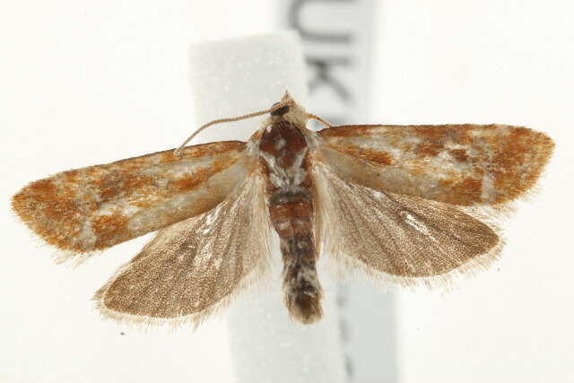 Image of European pine shoot moth