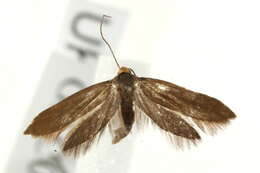 Image of <i>Crassa unitella</i>