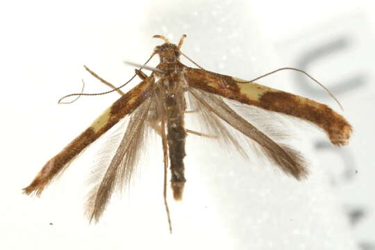 Image of Caloptilia falconipennella (Hübner 1813)